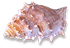 <img:stuff/Seashell4SM.png>