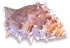 <img:stuff/Seashell4SM_rev.png>