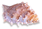 <img:stuff/Seashell4_rev.png>