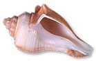 <img:stuff/Seashell5.png>