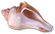 <img:stuff/Seashell5Bullet.png>