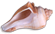 <img:stuff/Seashell5Bullet_rev.png>