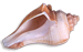 <img:stuff/Seashell5SM_rev.png>