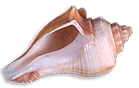 <img:stuff/Seashell5_rev.png>