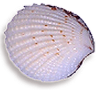 <img:stuff/Seashell_rev.png>