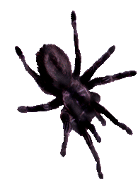 <img:stuff/Spider%20tiny%20rev.psd.gif>