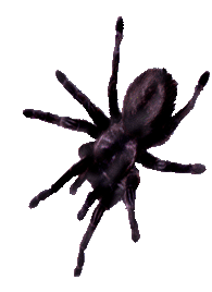 <img:stuff/Spider%20tiny.psd.gif>