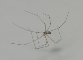 <img0*250:stuff/Spider_3.jpg>