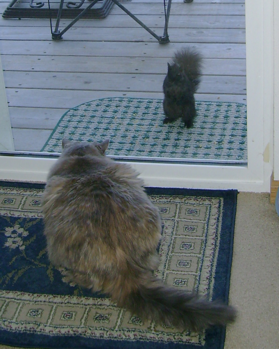 <img50*50:stuff/SquirrelCatStandoff.png>