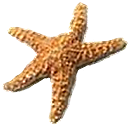 <img:stuff/Starfish.png>