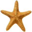 <img:stuff/Starfish2.png>