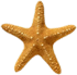 <img:stuff/Starfish2SM.png>