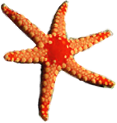 <img:stuff/Starfish3.png>