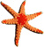 <img:stuff/Starfish3Bullet.png>