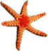 <img:stuff/Starfish3SM.png>