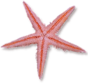 <img:stuff/Starfish4.png>