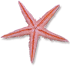 <img:stuff/Starfish4SM.png>