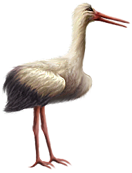 <img:stuff/Stork_right.png>