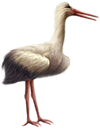 <img:stuff/Stork_right_SM.png>