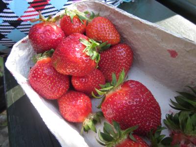 <img0*300:stuff/Strawberries%2c_food.jpg>