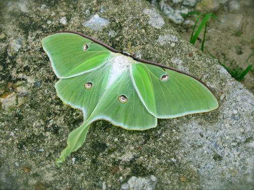 <img500*374:stuff/The_Luna_Moth....jpg>