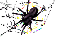 <img:stuff/Trace%20C%20web%20spider.psd.gif>