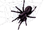 <img:stuff/Wh%20web%20no%20bkgrd%20spider%202.psd.gif>