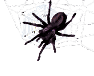 <img:stuff/Wh%20web%20no%20bkgrd%20spider.psd.gif>