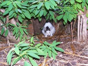 <img300*0:stuff/aj/11111/10DaysPixi_Hiding.jpg>