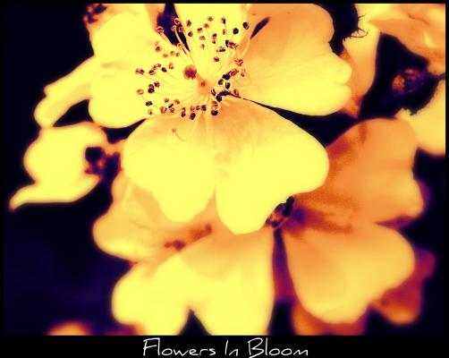 <img:stuff/aj/169023/FlowersInBloom.jpg?y=400>