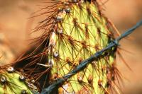 <img200*0:stuff/aj/169023/Nevada%20Cactus.jpg>