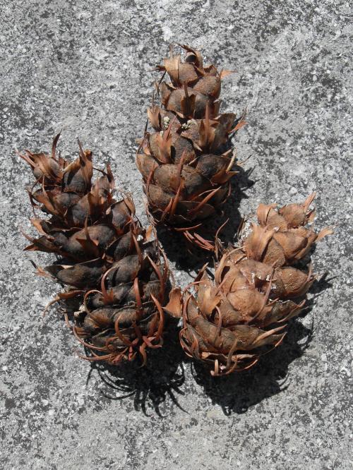 <img500*0:stuff/aj/186536/Prickly%20Pine%20Cones.jpg>