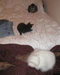 <img0*150:stuff/all%203%20cats%20on%20my%20bed%201a.jpg>