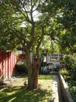 <img150*0:stuff/apple_tree_01.jpg>