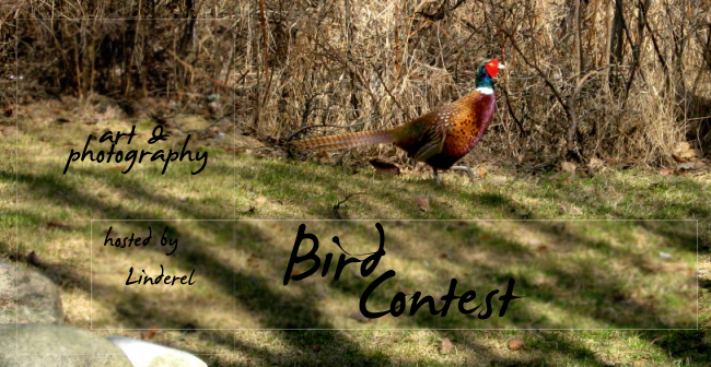 Bird Contest