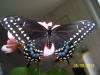 blackswallowtail