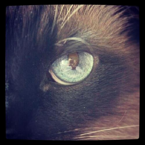 cat_eyehj