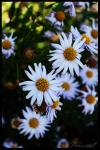 <img100*0:stuff/chimesdaisiesphoto.jpg>