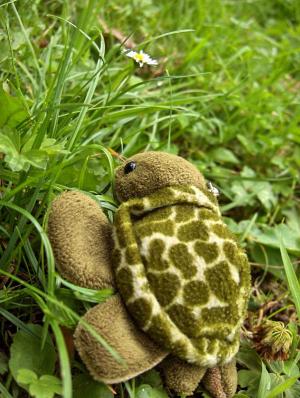 <img300*0:stuff/chrysturtle1.jpg>