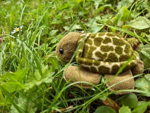 <img300*0:stuff/chrysturtle2.jpg>