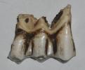 Nehirwen stock - horse and cow tooth