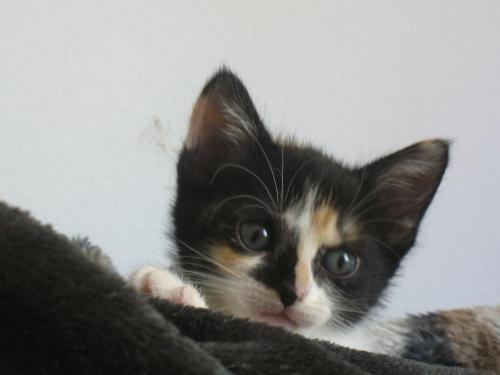 <img500*375:stuff/cuteinnocentkitten.jpg>