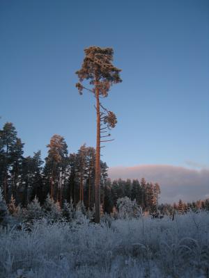 <img300*0:stuff/easterling_winter09_41.jpg>