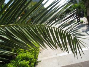 <img300*0:stuff/easterlingpalmtree.jpg>