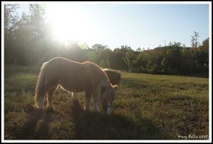 <img300*0:stuff/female_miniatue_horse_grazing_profile.jpg>