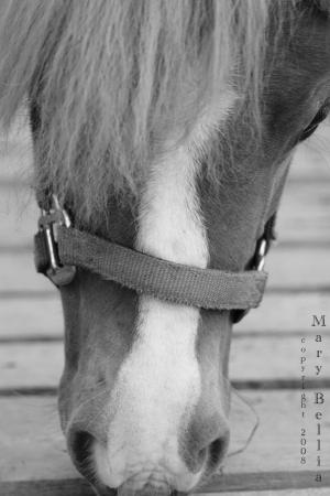 <img300*0:stuff/female_miniature_horse_toward_viewer.jpg>