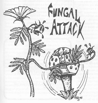 <img:stuff/fungal%20attack.bmp.jpg>