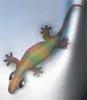 <img:stuff/gecko%20avatar.jpg>