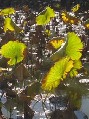 <img300*0:stuff/greenlakeleaves.jpg>