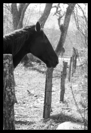 <img300*0:stuff/horse_profile.jpg>